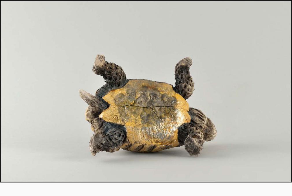 Tortue d’Hermann sur le dos « Testudo Hermanni » - Céramique Raku - 24x12x18 cm
